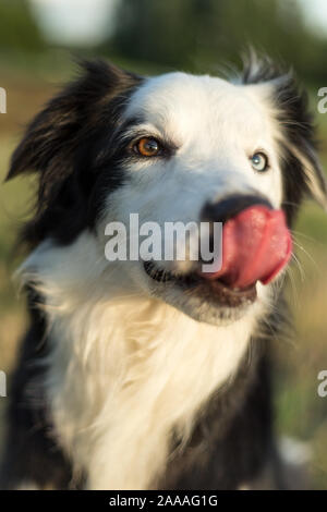 Chien de race border collie à l'extérieur sur une journée ensoleillée fixant (profondeur de champ) Banque D'Images
