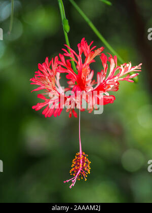 Libre d'une belle et rare Hibiscus schizopetalus suspendus dans un jardin de fleurs Banque D'Images