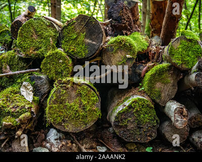 Vue sur un tas de billes de mousse sur eux dans la forêt. Banque D'Images