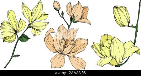 Vector floral Magnolia fleurs botanique. Gravée en noir et blanc L'art de l'encre. élément illustration magnolia isolés Illustration de Vecteur