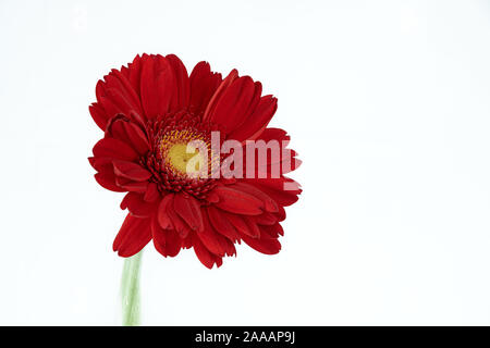 Libre d'un gerbera rouge sur fond blanc Banque D'Images