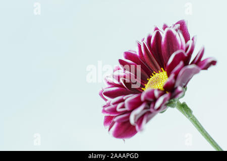 Gerbera daisy violet closeup Banque D'Images