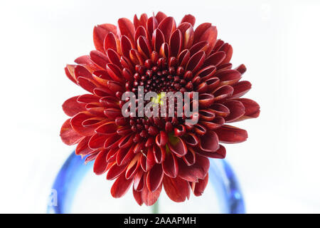 Gros plan chrysanthème rouge Banque D'Images