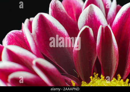 Gerbera daisy violet closeup Banque D'Images