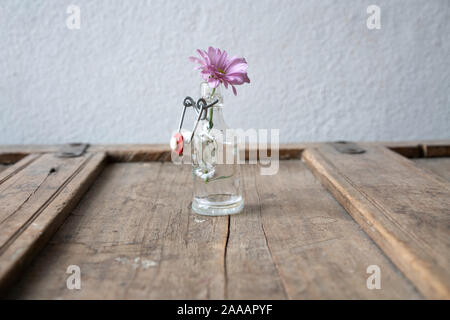 Aster simple dans une petite bouteille en verre sur un élément en bois miteux devant un mur blanc Banque D'Images