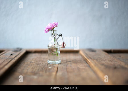 Détail d'un aster rose dans une petite bouteille en verre sur un élégant mobilier en bois miteux cracky devant un mur blanc Banque D'Images