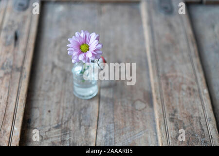 Aster simple dans une petite bouteille en verre à partir de ci-dessus, sur un caisson en bois rustique minable Banque D'Images