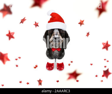 Noël père teckel chien saucisse comme une saison de vacances surprise avec red hat , isolé sur fond blanc avec des étoiles tombant Banque D'Images