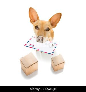 Postman chihuahua dog offrant une grande enveloppe vide blanc vide, avec des boîtes et paquets Banque D'Images