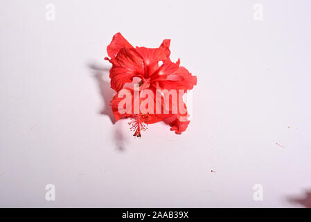 Close-up of red hibiscus flower isolé sur fond blanc Banque D'Images