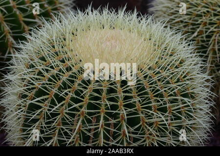 Bateau à quille, populairement connu sous le nom de golden barrel cactus, ballon d or ou belle-mère, assise est une espèce bien connue de cactus Banque D'Images