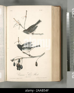 Nephaea Snow-Bird hyemalis. ;.. 1. Des hommes. 2. Des femmes. Banque D'Images