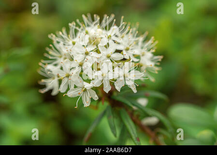 Le thé du Labrador, fleurs blanches au printemps, le vert forêt Ledum glandulosum Banque D'Images