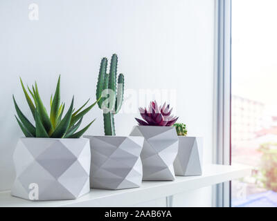 Pots de cactus. Pots en béton style minimaliste. Divers cactus et plantes succulentes dans le semoir sur béton géométrique moderne en bois blanc, près de la vent Banque D'Images