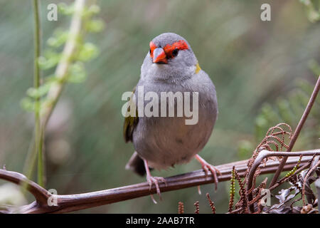 Red-browed Finch perché sur branch Banque D'Images