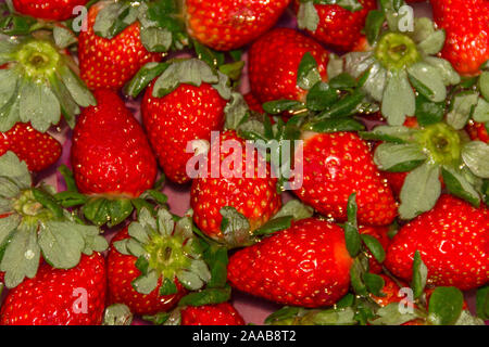 Arrière-plan de l'alimentation de fraises fraîchement récolté flottant dans l'eau. Banque D'Images