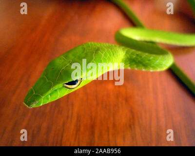 Snake Whip Oriental Banque D'Images