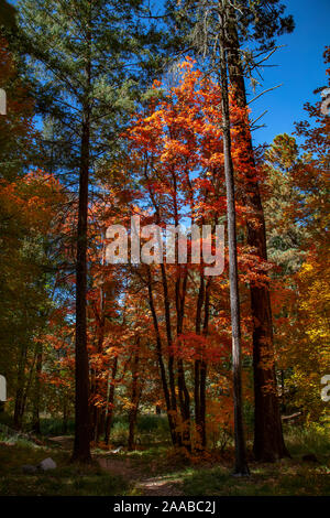 La couleur en automne, Mt. Lemmon, Arizona Banque D'Images