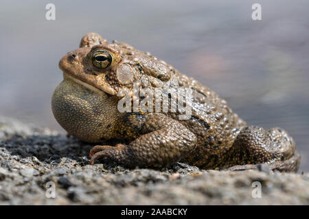 Close-up de crapaud d'Amérique sur le bord de l'étang. Banque D'Images