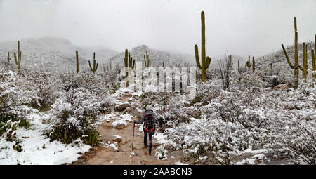 Sabino Canyon Saguaros dans la neige, Tucson, Arizona Banque D'Images