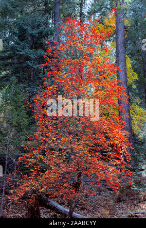 Les couleurs de l'érable de l'automne, Mt. Lemmon, AZ Banque D'Images