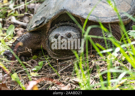 Près de la Chélydre serpentine (Chelydra serpentina) lui-même au soleil près de l'étang. Banque D'Images