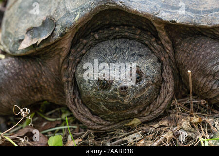 Près de la Chélydre serpentine (Chelydra serpentina) lui-même au soleil près de l'étang. Banque D'Images