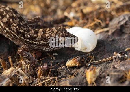 Hemidactylus satarensis ou Satara avec œufs, gecko endémique à Chalkewadi et Thoseghar, Inde Banque D'Images