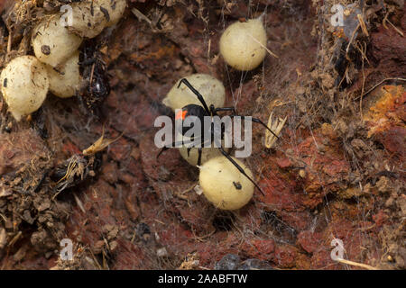 Latrodectus hasselti, Red back spider avec ses sacs d'œufs, de l'Inde Banque D'Images