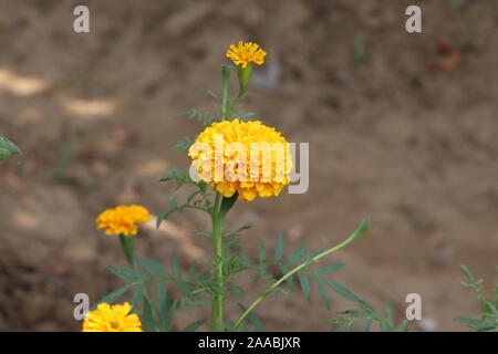 Merygold en fleurs accueil jardinage Banque D'Images