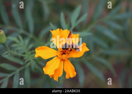 Une abeille pollinise une fleur orange vif d'œillets d'. un très beau et détaillé d'insectes macro sur une délicate belle fleur. b Banque D'Images