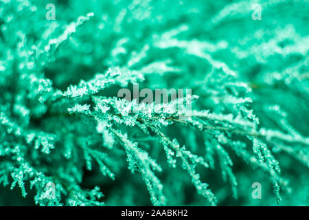 Premières gelées sur menthe verte avec des branches de genévrier chute magnifiquement la lumière du soleil, la fin de l'automne. Fond naturel. Vue de dessus, Close up. Banque D'Images