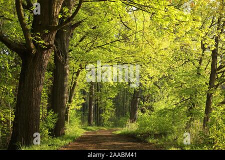 Route de campagne sur un matin de printemps. Feuilles de chêne vert frais en forêt au printemps. Banque D'Images