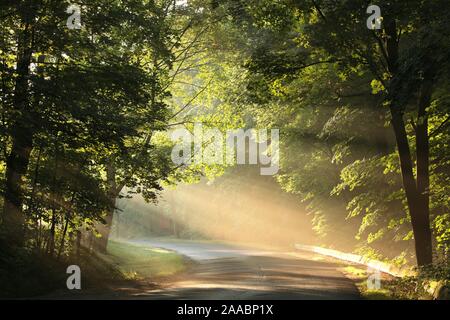 Les érables par rétro-éclairé les rayons du soleil sur un matin de printemps brumeux. Banque D'Images