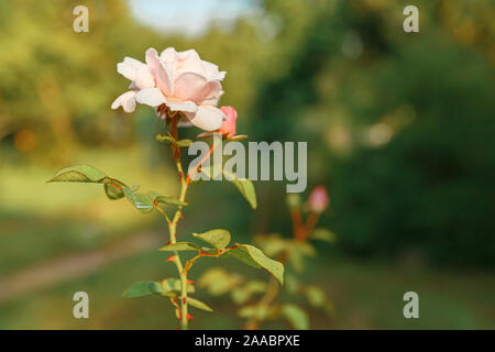 Fleur Rose rose avec des gouttes de pluie sur les fleurs roses rose en arrière-plan Banque D'Images