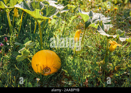 Pumpkin pousse dans le jardin. La croissance d'une citrouille. Citrouille en fleurs Banque D'Images