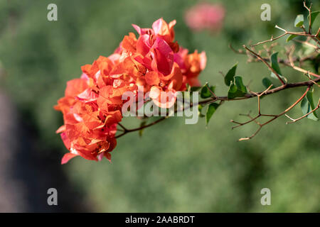 Orange fleurs de bougainvilliers gros plan sur un arrière-plan flou Banque D'Images