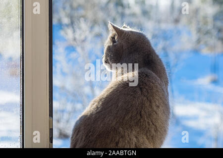 Chat gris regarde par la fenêtre ouverte sur le jardin d'hiver enneigé. Close up. Banque D'Images