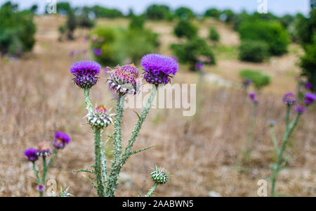 Cirsium vulgare, lance le chardon, chardon vulgaire, commun Chardon, chardon de courte durée avec des plantes à tiges garnies d'épines et de feuilles, de fleurs de mauve rose Banque D'Images