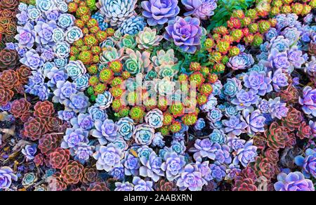 Splendide, collection colorée de Houseleeks (Sempervivum), Lijiang, Chine, Province de Yunann Banque D'Images