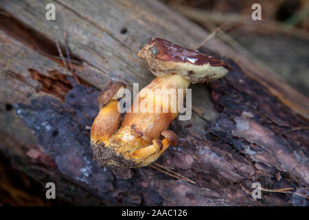 Vue rapprochée de boletus badius, imleria badia ou bay bolet sur souche en bois de l'automne dans une forêt de pins. Champignon comestible et passé a foncé veloutée br Banque D'Images