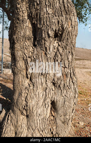 De près de l'écorce gnarly et fortement texturé de l'ancien christ thorn jujubier Ziziphus spina-christi tree près du puits au tel lakhish en Israël Banque D'Images