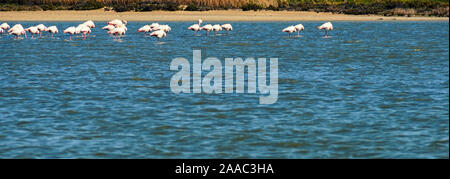 Flamingo sur le lac salé de Larnaca, Chypre. Banque D'Images