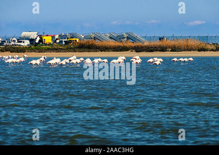Flamingo sur le lac salé de Larnaca, Chypre. Banque D'Images