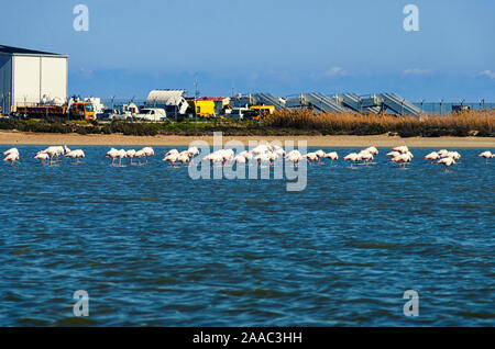 Flamingo sur le lac salé de Larnaca, Chypre. Banque D'Images