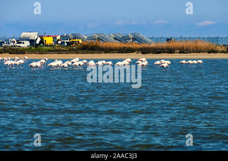 Flamingo sur le lac salé de Larnaca, Chypre. Banque D'Images