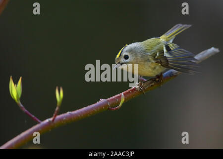 Goldcrest (Regulus regulus) en saison de reproduction, le printemps, l'Europe. Banque D'Images