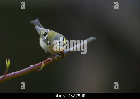 Goldcrest (Regulus regulus) en saison de reproduction, le printemps, l'Europe. Banque D'Images