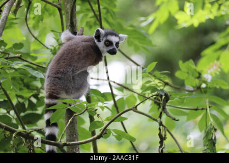 Homme Ring-Tailed Spider Lemur (Lemur catta) Banque D'Images