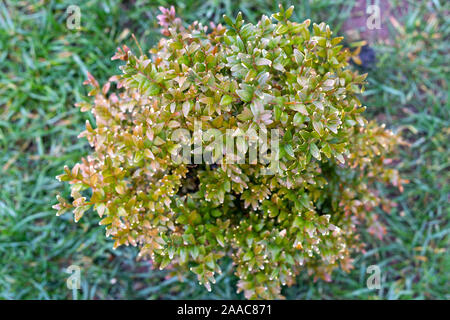 La conception de paysage. Barberry bush sur une pelouse verte. Banque D'Images